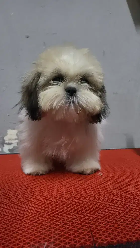 Grooming door to door