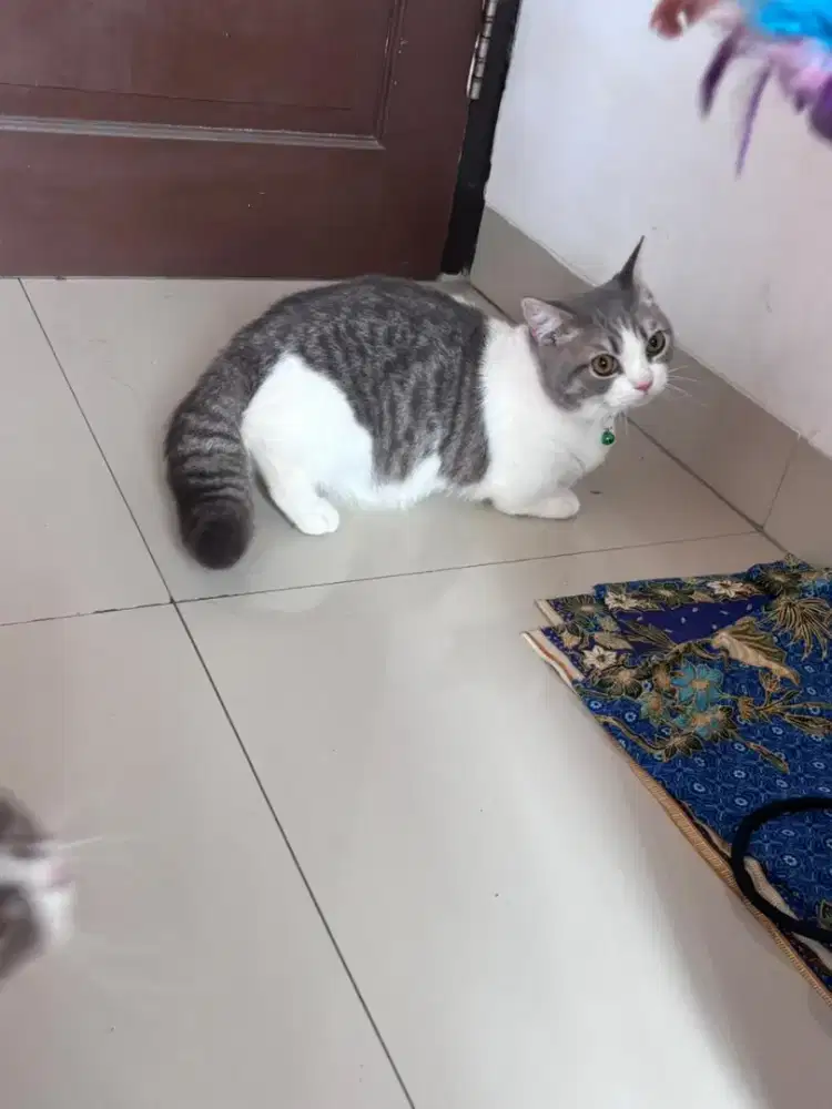 Kucing Munchkin bsh british shorthair