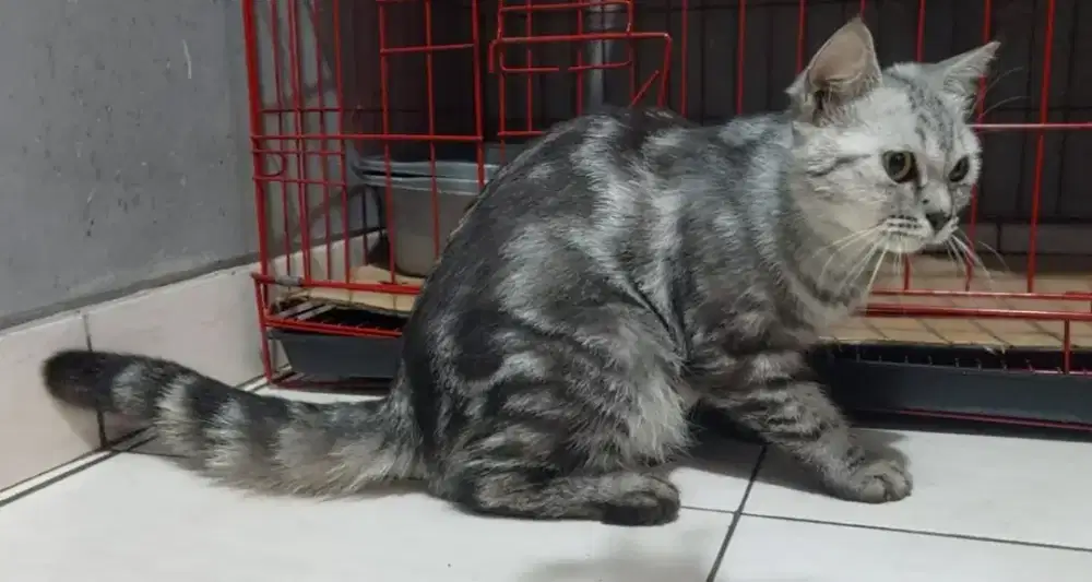 Scottish Straight Silver Tabby