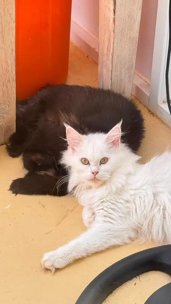 Mainecoon mix Persian cat