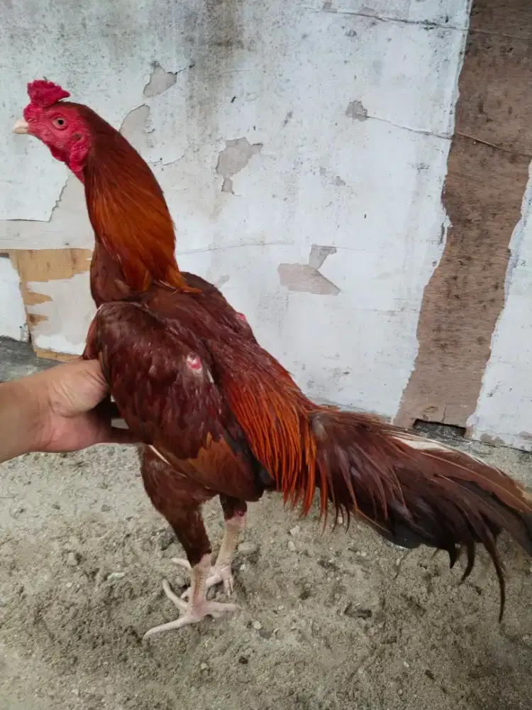 Ayam bangkok pukul saraf