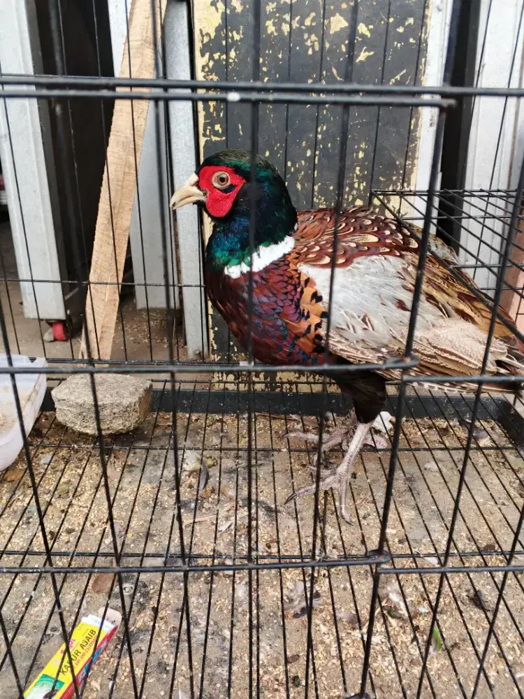 Ayam ringneck pheasant merah