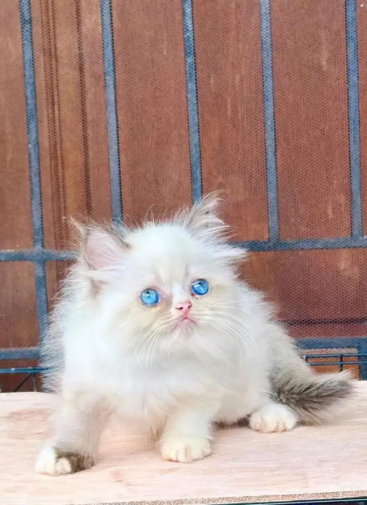 RAGDOLL KITTENS