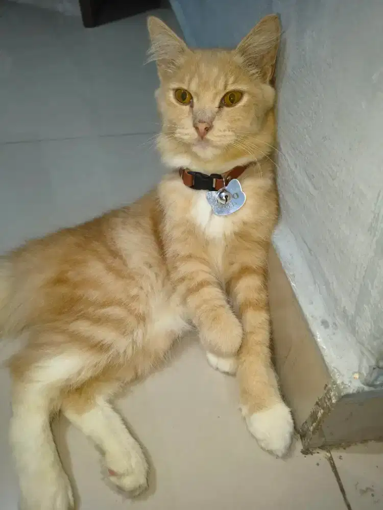 Lepas adopt kucing