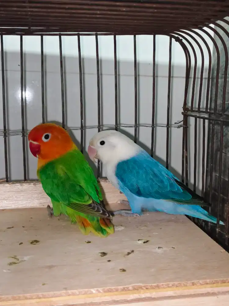 Lovebird sepasang biola blue x green bersih