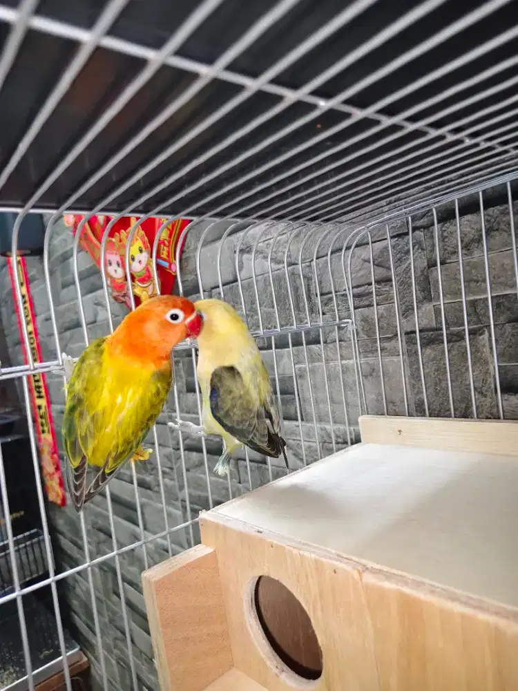 BPE vio X BIOLA EUWING GOLD SEPASANG