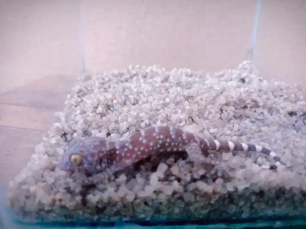 Anak tokek + aquarium