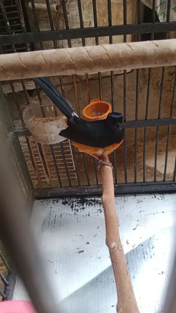 jual burung muray batu