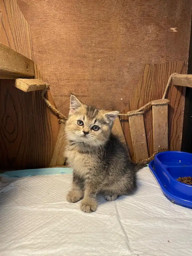 Kucing BSH  golden black