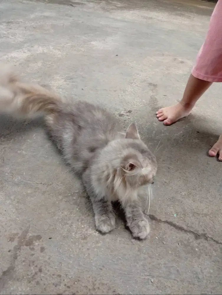 Adopsi anabul / kucing