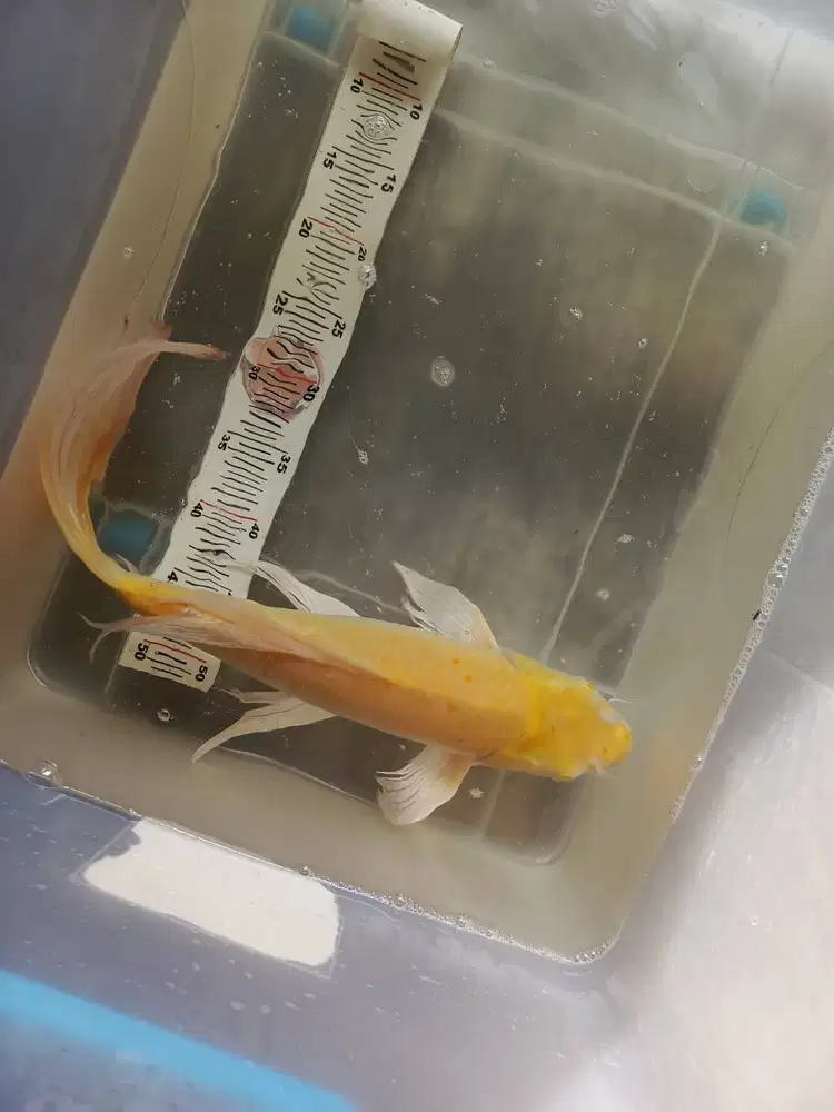 Koi kumpay karasi jumbo murah