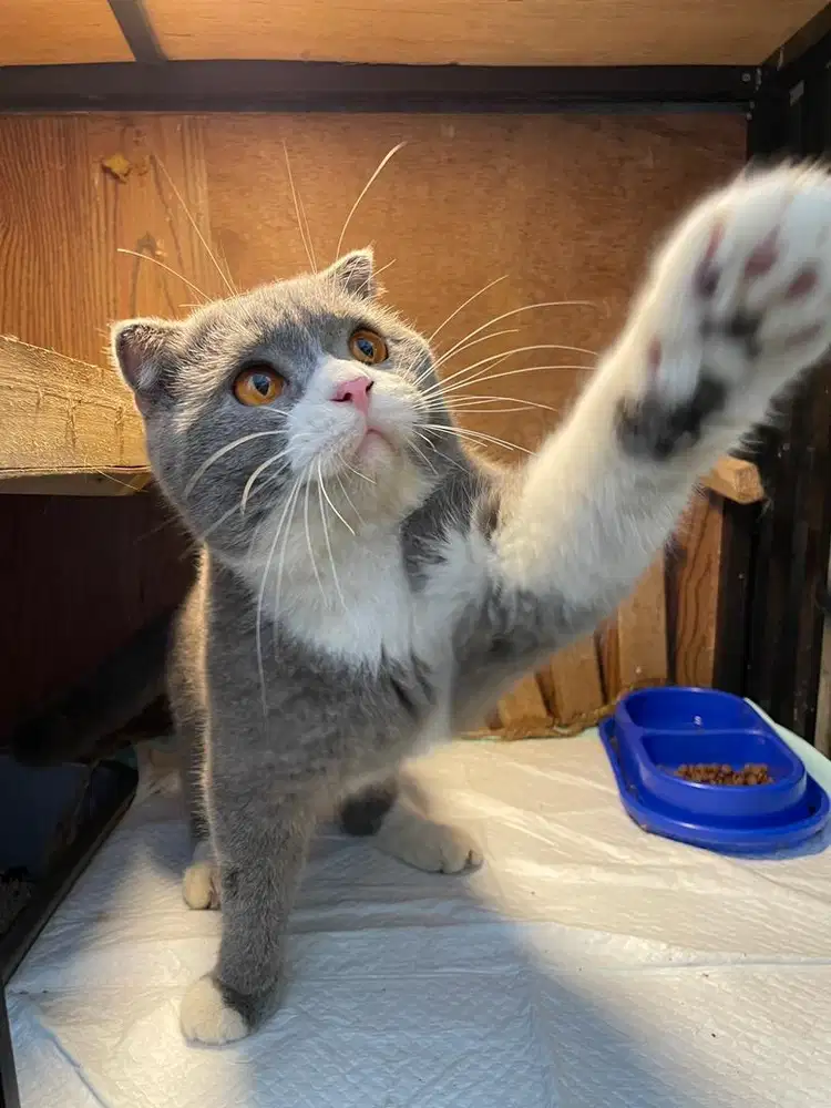 Kucing BSH SF bicolor blue 1,5 tahun