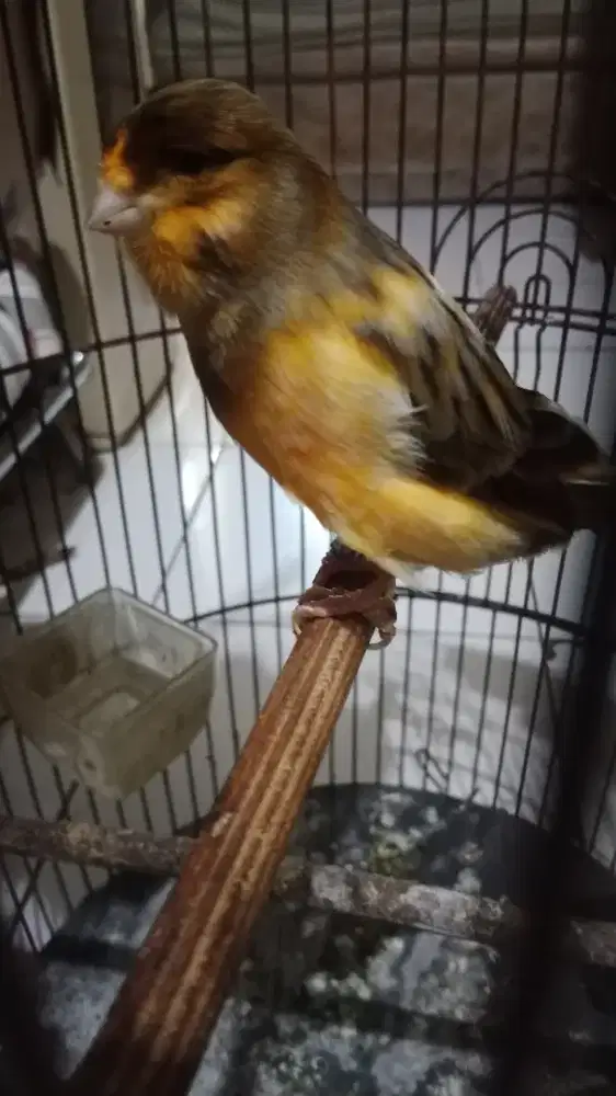 jual burung kenari af