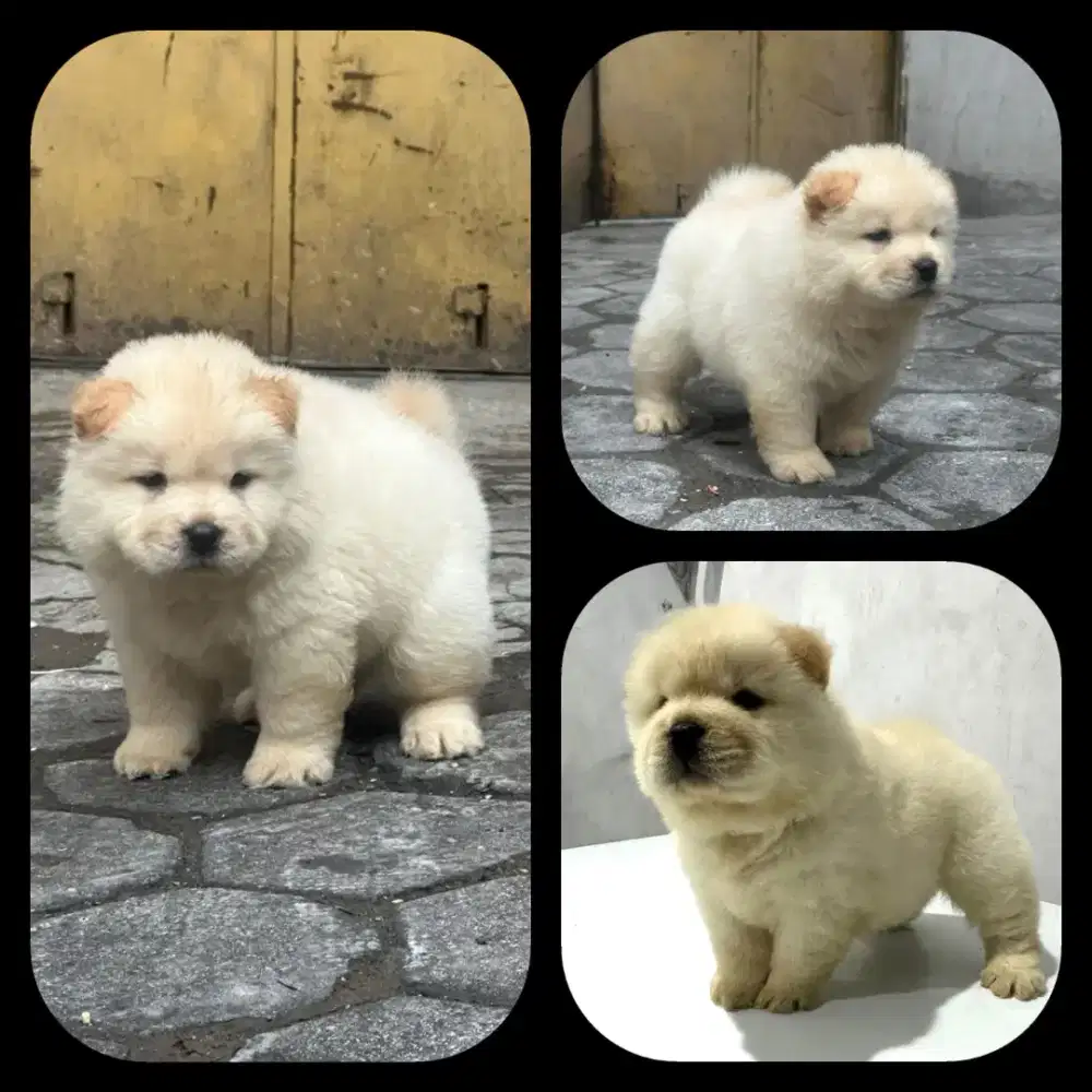 Chow chow,puppy,male