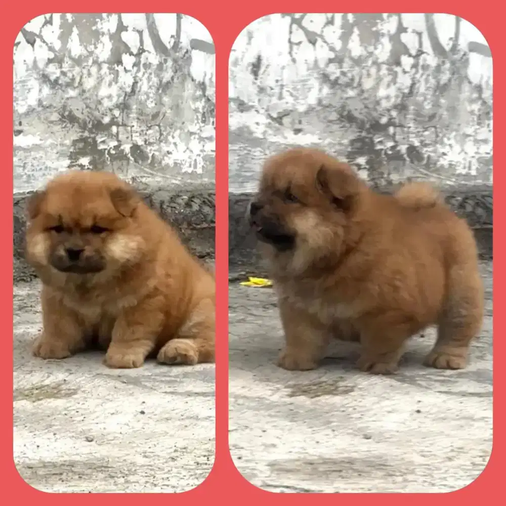 Chow chow,puppy,female