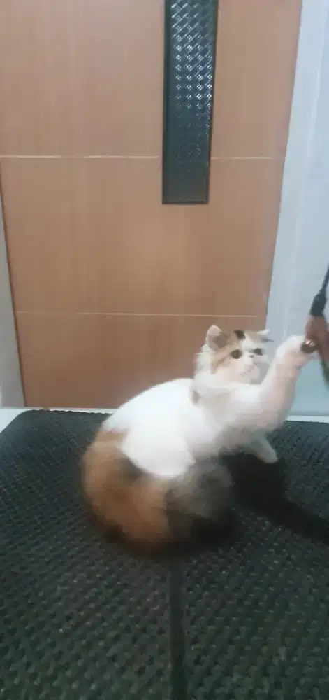 Kucing Betina Munchkin NS Persia Peaknose usia 6 bulan