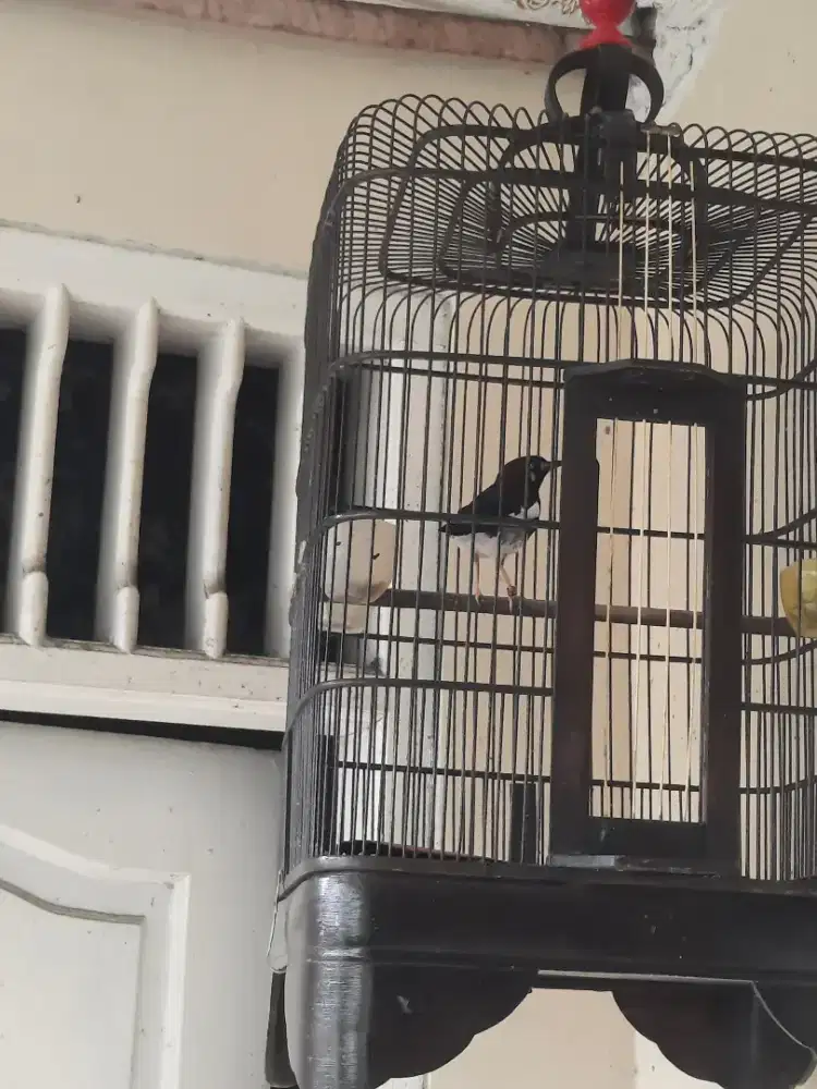 Kandang isiinya fulset