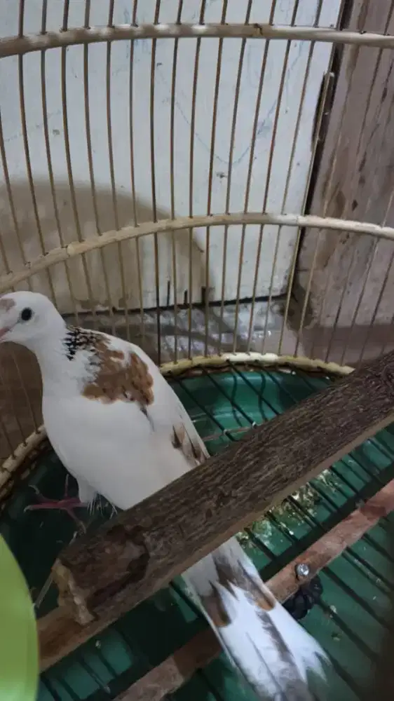 Tekukur blorok kuk 3 paten gacor dor