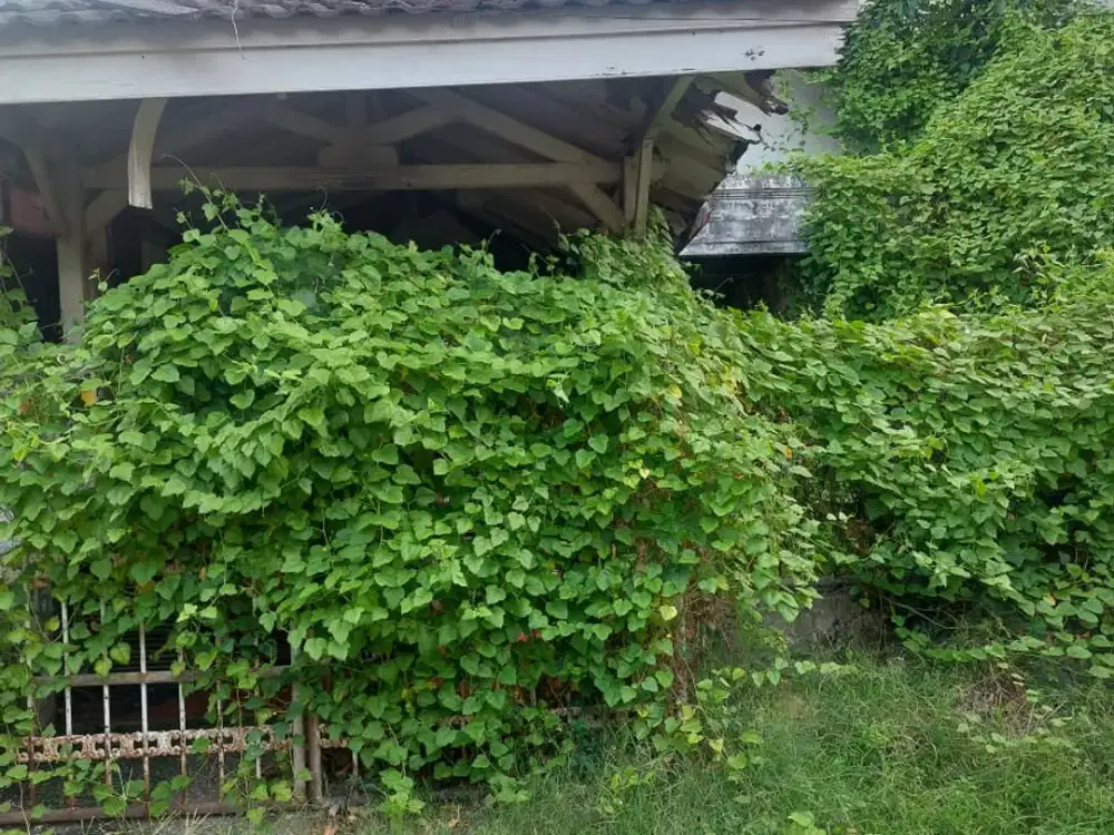 Dijual Kelapa Puyuh Tinggal Tanah  - Jakut