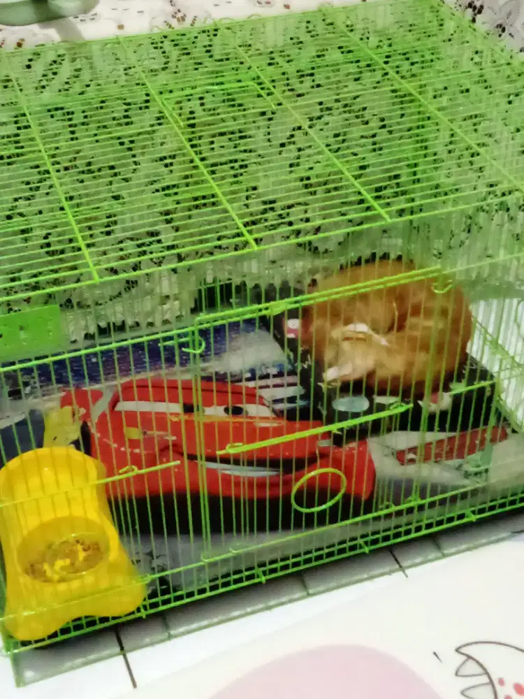 Kandang kucing second merk lucky