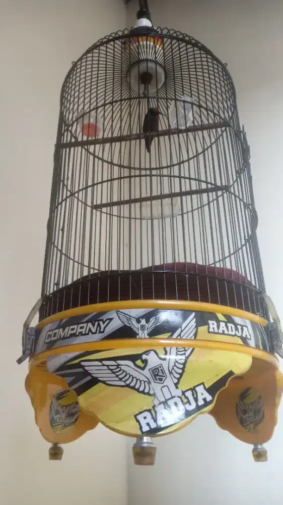 Konin natuna mapan deker gacor