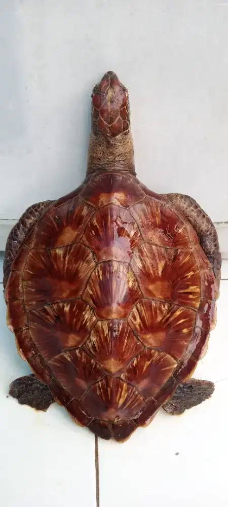 pajangan Hiasan Dinding kura asli