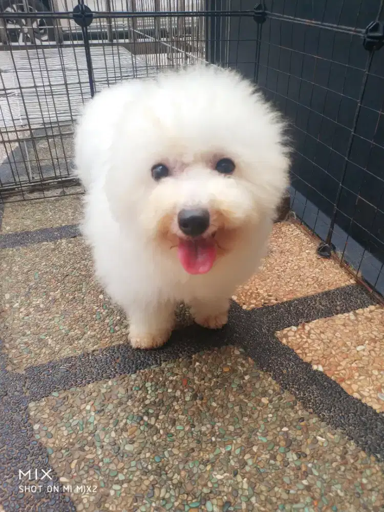 Calon Pejantan Mini Bichon frise
