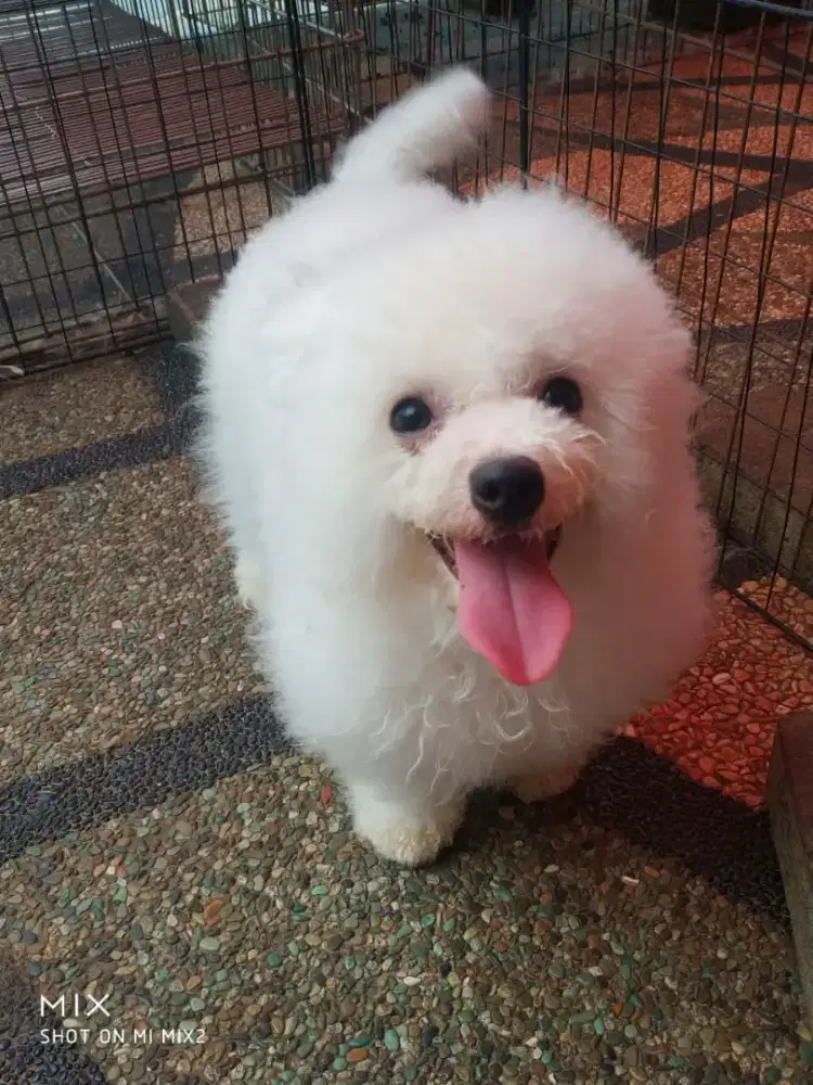 Indukan Bichon frise loop