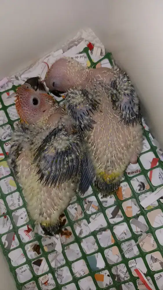 Anakan Sun Conure, harga per ekor