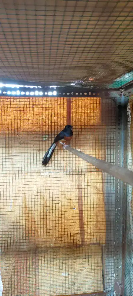 Murai Batu pastol (harga Romadhan)