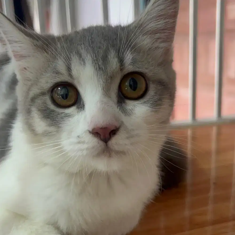 Kucing Scottish, British Shorthair, Munchkin, Persia