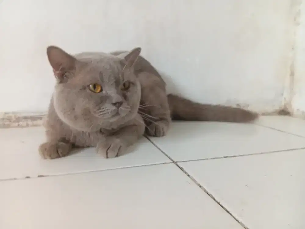 Bsh pure warna lilac jantan usia 2,5tahun