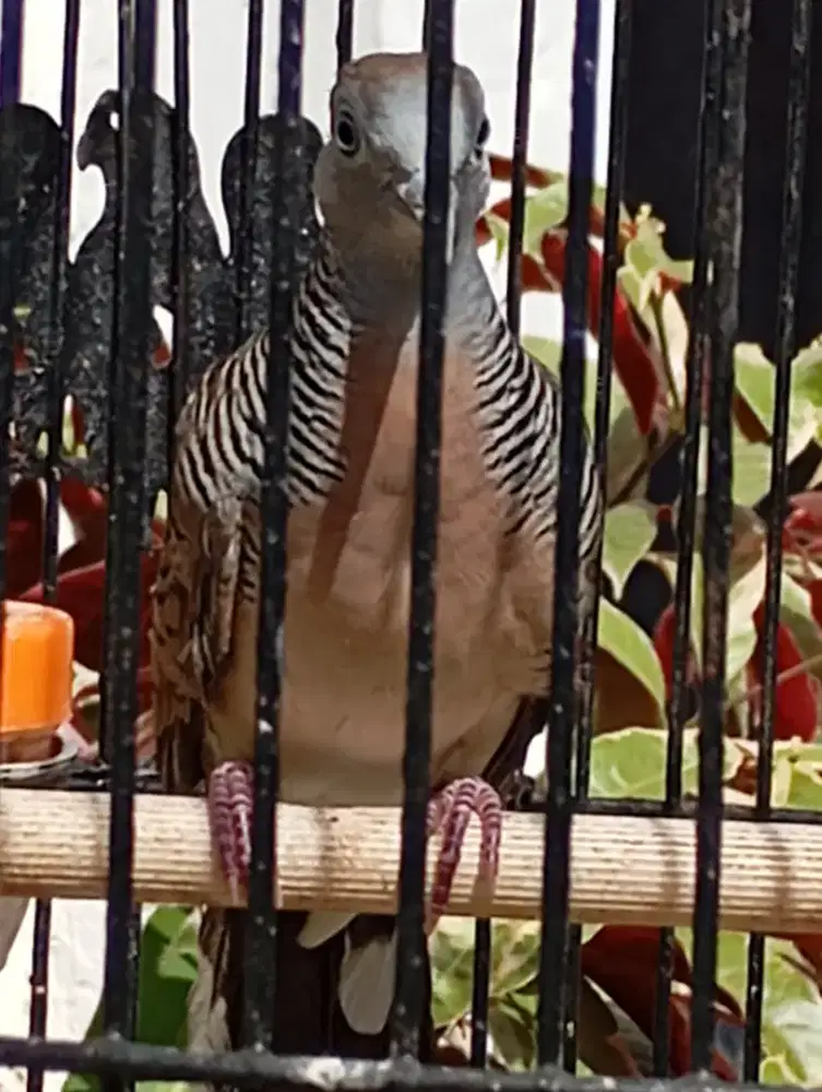 Murah perkutut Bangkok remaja gacor dor untuk hiasan teras suara gede