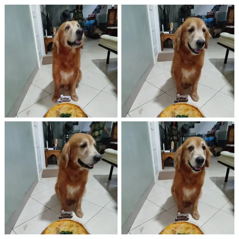 Semi Adopt Golden Retriever Jantan