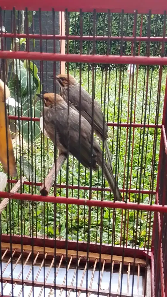 Sepasang Indukan Cucak Rowo Produksi  Aktif