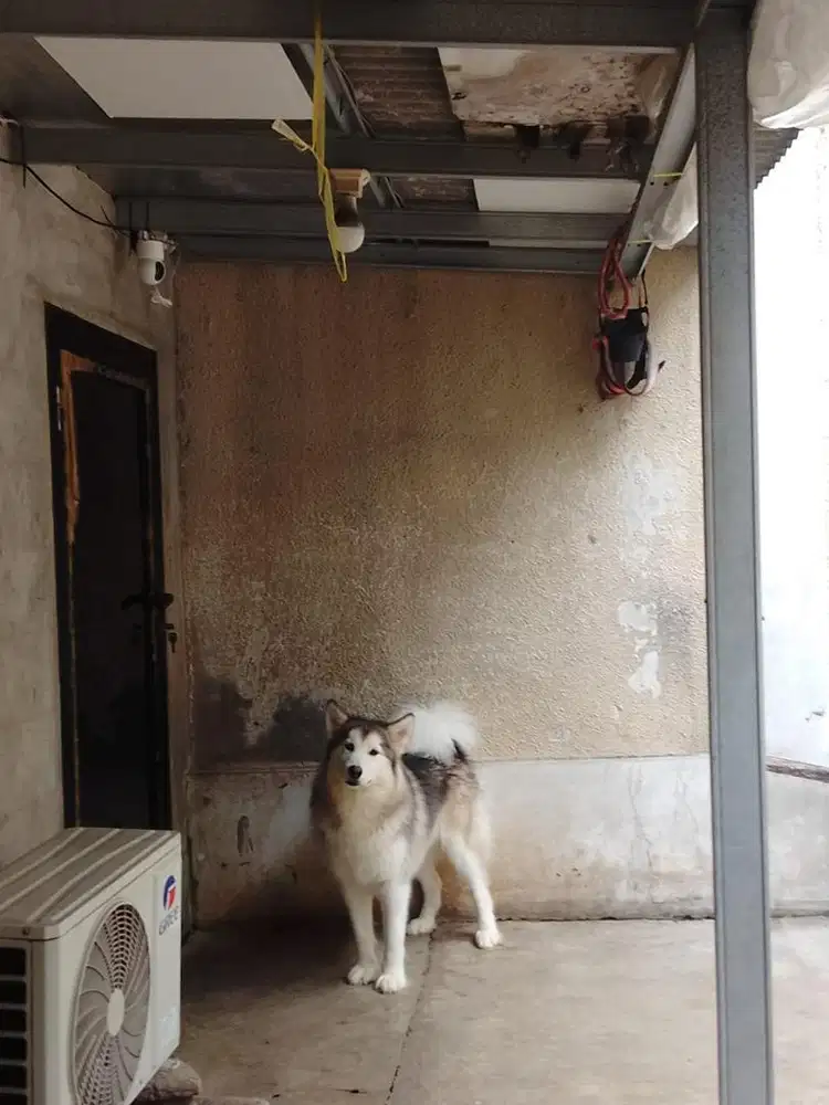Alaskan malamute female
