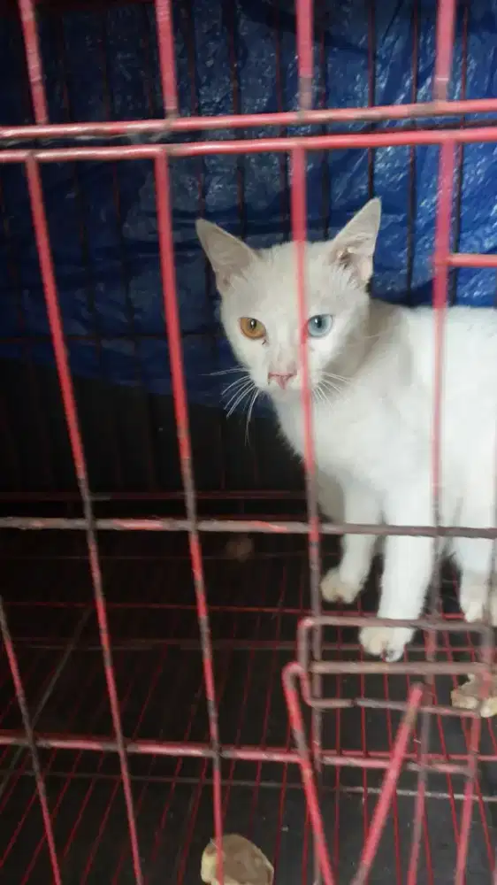 Kucing Langka Chimera