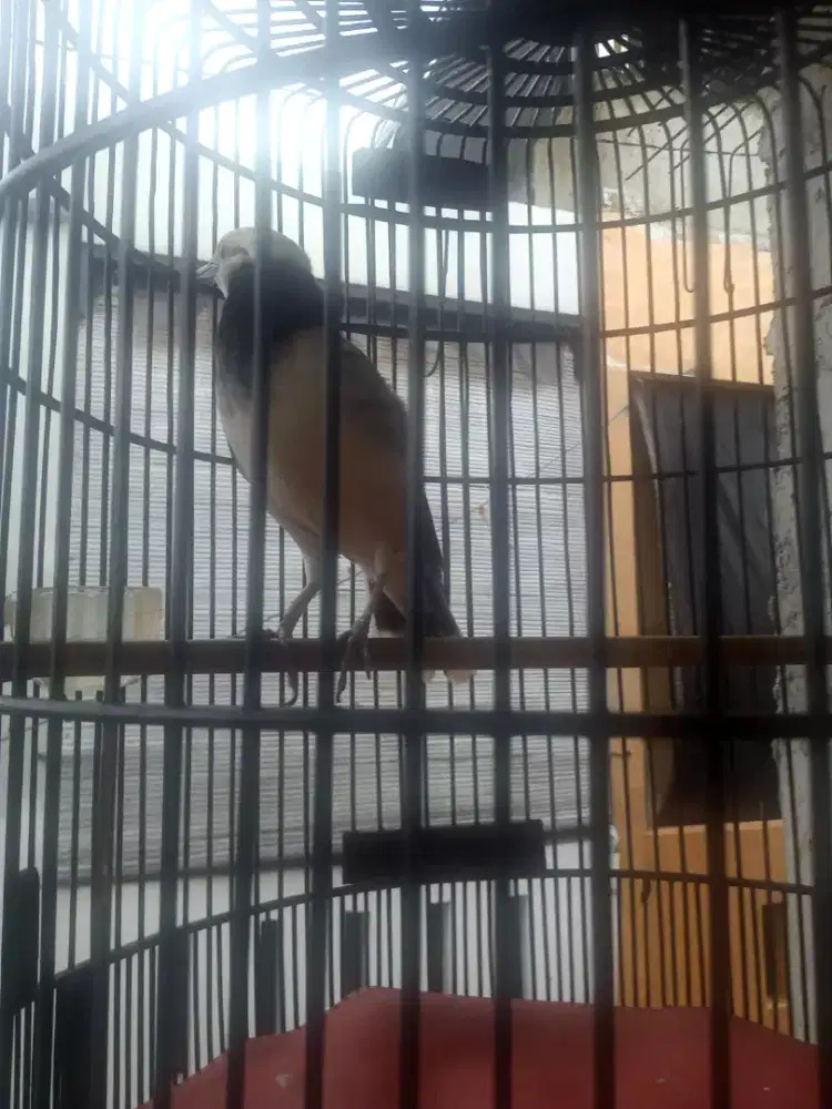 murai Hongkong gacor