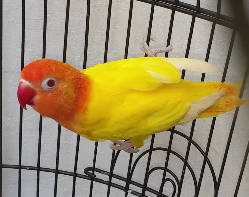 Lovebird biola lutino mata merah
