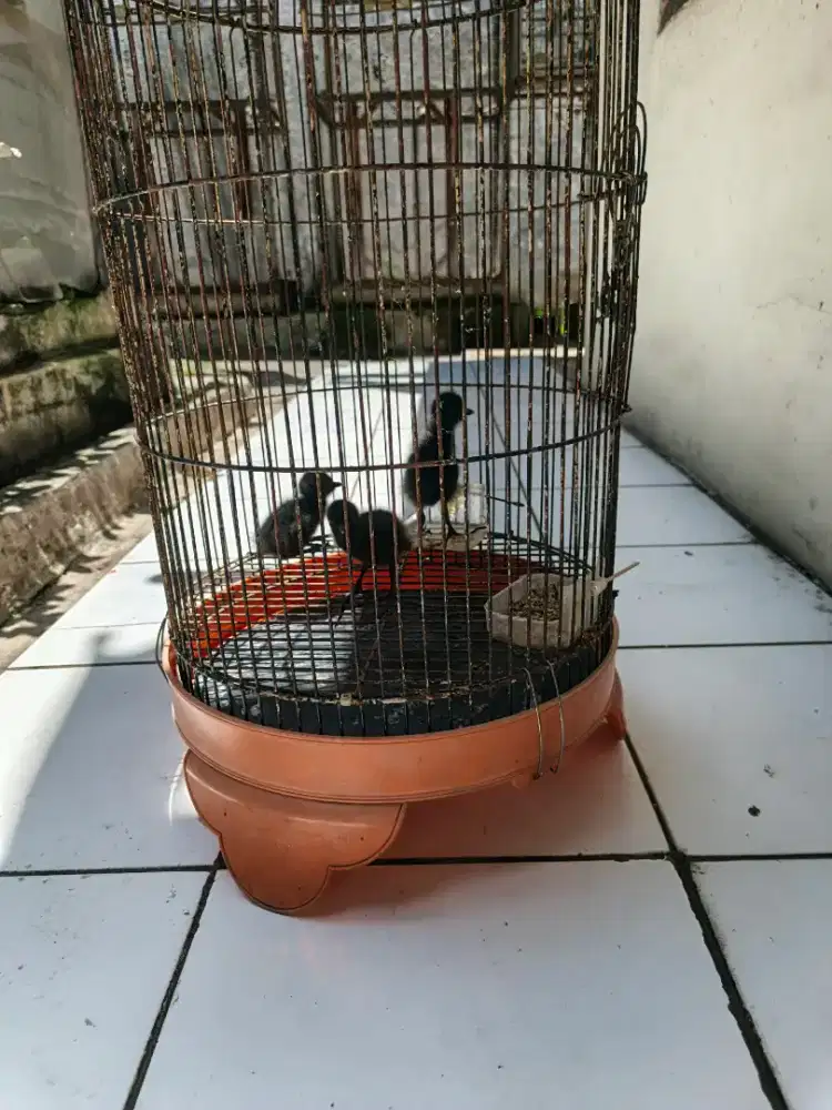 Dijual anakan roak2/Sri bombok jinak. 150