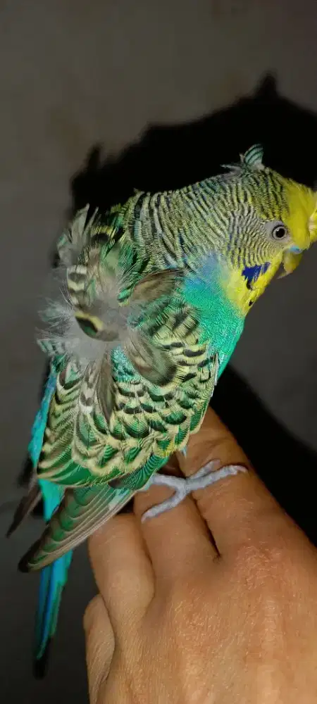 Sepasang Parkit Hagoromo jinak