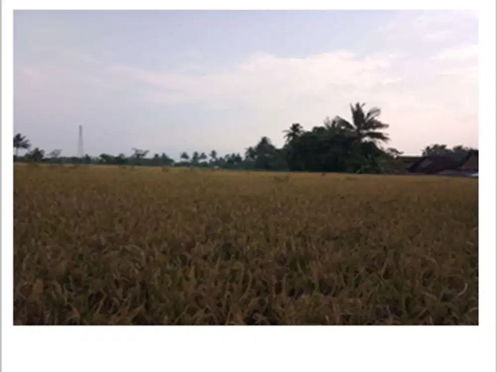 Tanah Strategis dan Murah di Kawasan Sawangan, Magelang dekat dengan Jalan Raya Magelang-Yogya