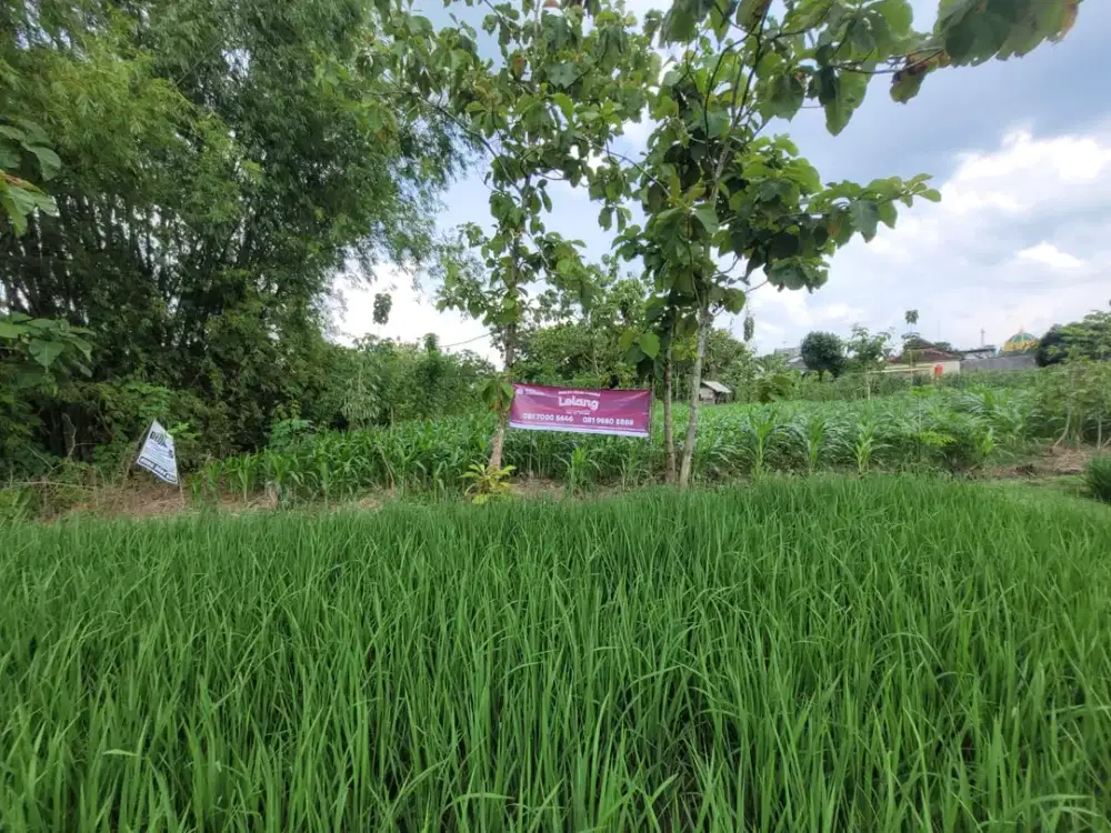 Tanah Strategis dan Murah di Kawasan Senori, Tuban dekat dengan Air Terjun Nglirip