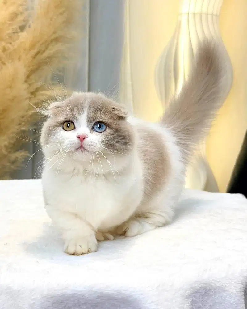 munchkin fold bico lilac