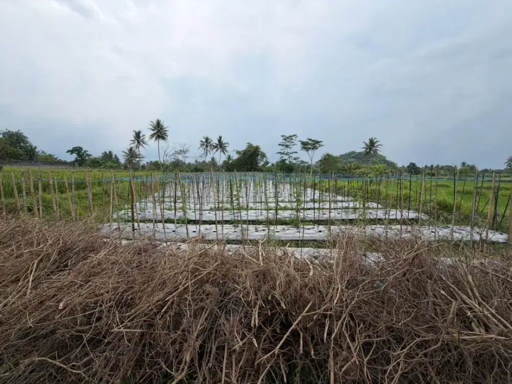 Tanah Strategis dan Murah di Kawasan Sawangan, Magelang dekat dengan Jalan Raya Magelang-Yogya