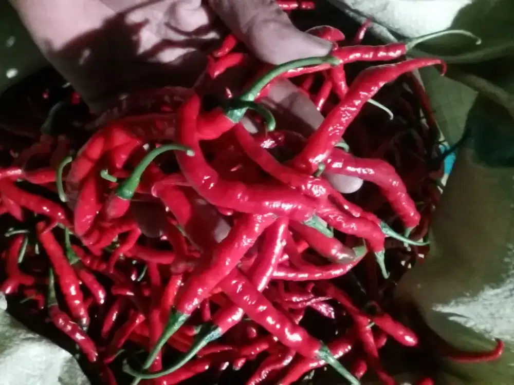 Cabai Merah (kastilo)