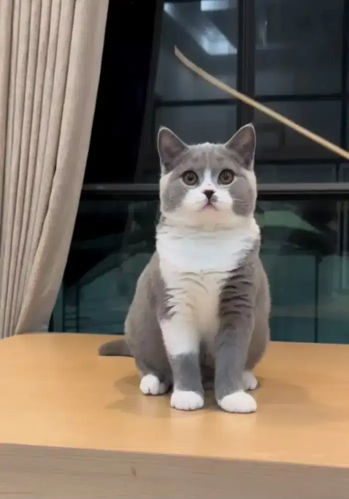 Kucing BSH kualitas kontes