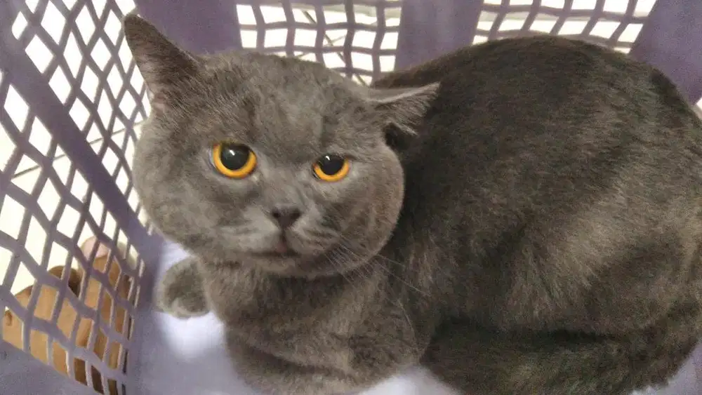 Kucing BSH solid blue jantan 2 tahun