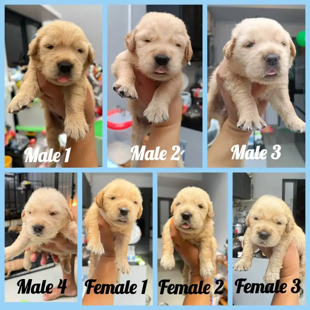 Puppy Golden Retriever Great Quality