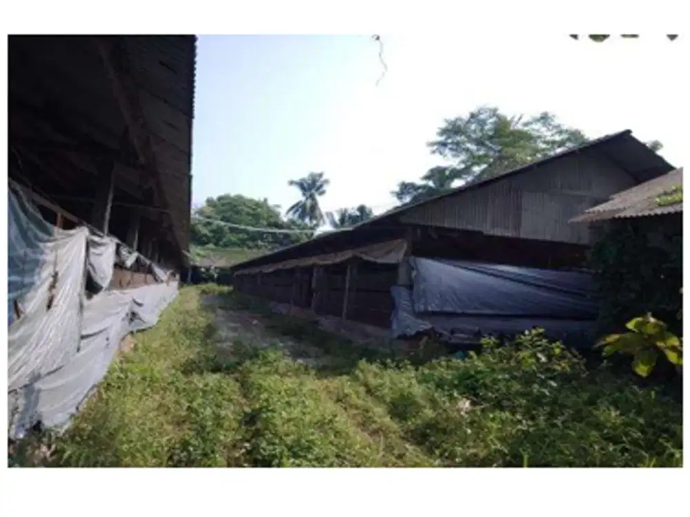 Gudang dan Kandang Ayam Strategis di Kawasan Jerukagung dekat dengan Jalan Raya Magelang-Yogya